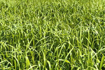 Young green reeds on the shore of the lake.
Fresh bright green coastal grass.