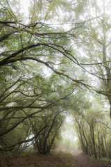 Canary Islands: La Gomera,  Garajonay national park