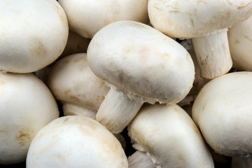 Pile of White Mushrooms Close Up View