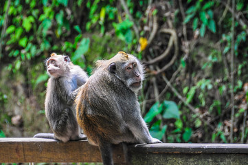 Balinese macaques in Monkey Forest in Ubud, Bali
