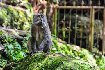 Balinese macaque in Monkey Forest in Ubud, Bali