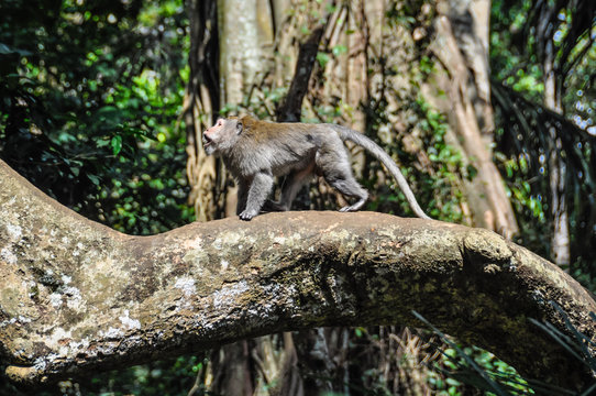 Balinese macaque in Monkey Forest in Ubud, Bali
