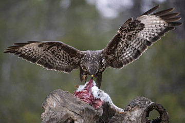 Wildlife