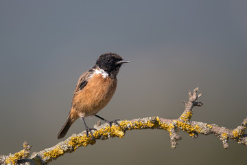 Wildlife