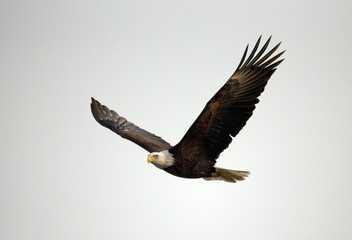 Wildlife