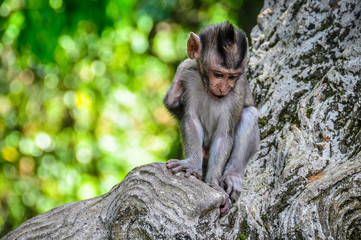 Baby macaque in Monkey Forest in Ubud, Bali