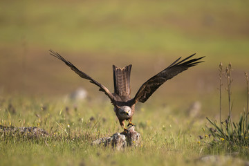 Wildlife