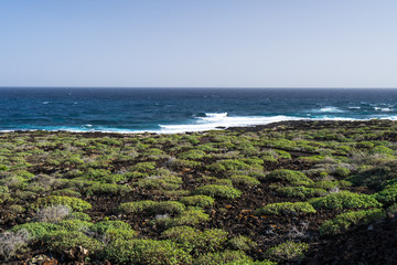 Black volcano stones and green moss on the coastline of  the Atlantic Ocean in Canarias
