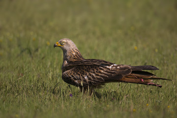Wildlife