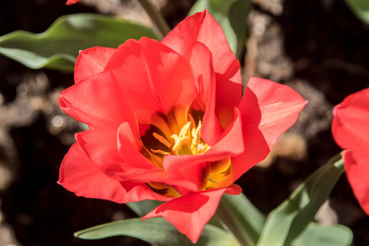 Red flower macro tulip blooming garden park spring
