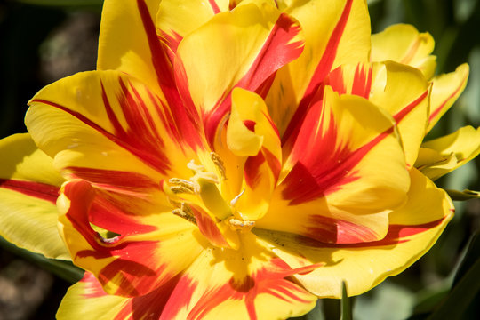 Macro photography Yellow with red stripes tulip garden park in spring blooming flower