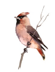 Watercolor Bird Waxwing on the branch Hand Painted Illustration isolated on white background