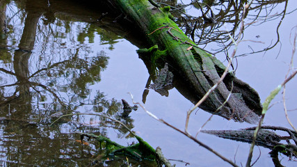 Moss Covered Log in Water