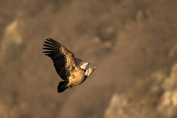 Wildlife