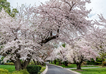Cherry Blossoms 2