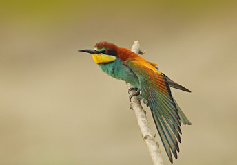 Wildlife