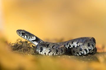 Wildlife