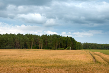 Fototapeta premium Wheat fields in the middle of the day