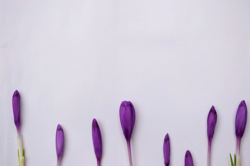 Snowdrops on a white background. Awakening