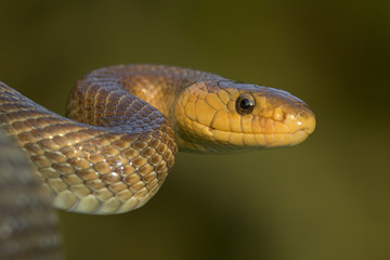 Wildlife