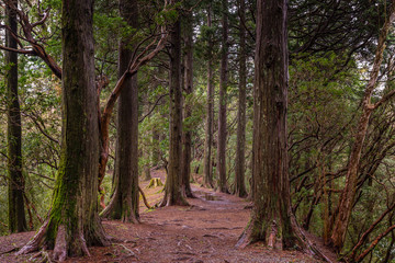 Japanese woods 1