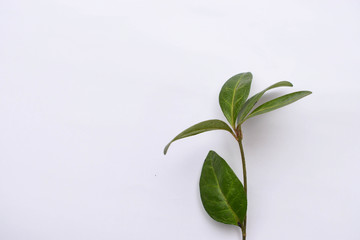 Periwinkle Green sprout on a white background. Awakening.