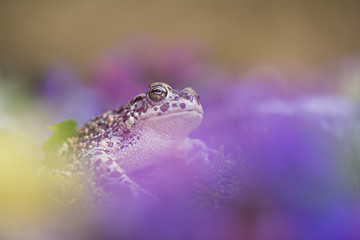 Wildlife