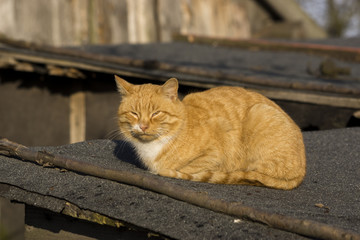 rudy kot na dachu szopy
