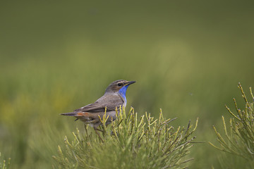 Wildlife