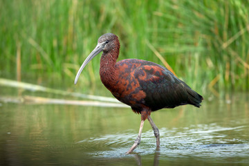 Wildlife