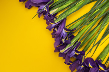 Iris flowers on a yellow background.