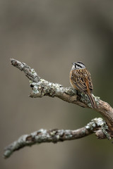 Wildlife