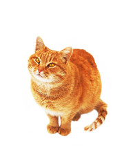 Ginger fluffy cat with amber eyes isolated on white background. A rufous cat is sitting and looking up.
