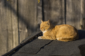 rudy kot na dachu szopy