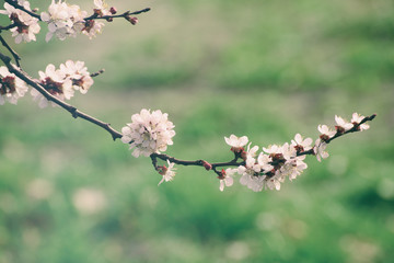 Apricot tree flower with buds and blossoms blooming at springtime, vintage retro floral background
