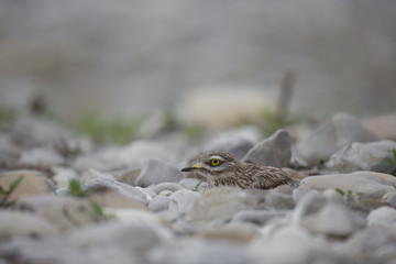Wildlife