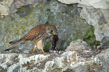 Wildlife