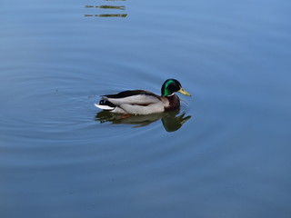 Floating duck on a quiet pond