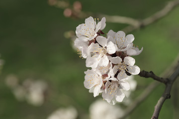 Apricot tree flower with buds and blossoms blooming at springtime, vintage retro floral background