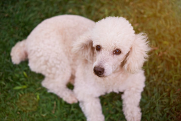White poodle laying on park 