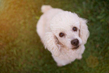 Looking up white poodle