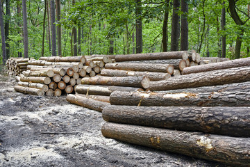 Stack of felled trees in the forest.
Felling old trees in the forest ready for transport.