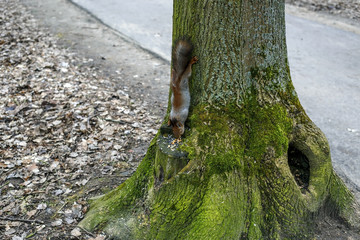 Squirrel eating nut and sunflower seeds on the tree in the summer park.