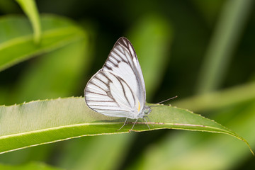 Butterfly on a green leaf