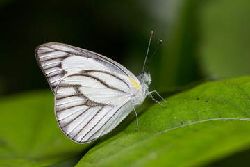 Butterfly sits on the leaf background. Thailand