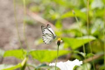 Butterfly sucking nectar on a grassy flower 