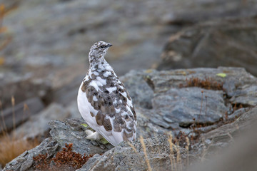 Wildlife
