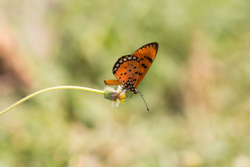 Butterfly sucking nectar on a grassy flower 