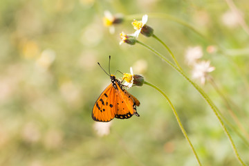 Butterfly sucking nectar on a grassy flower 
