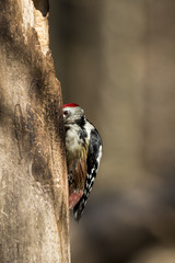 Wildlife